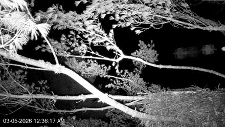 Two live PTZ cameras show a bald eagle nest at VINS in Quechee Vermont with close nest views and the Ottauquechee River in the background.