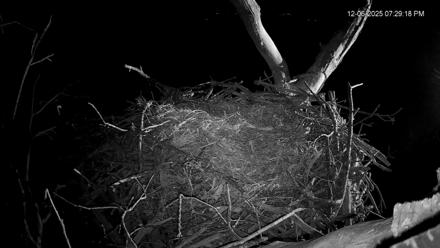 Bald eagle perched in its nest atop a suburb forest backdrop under soft daylight