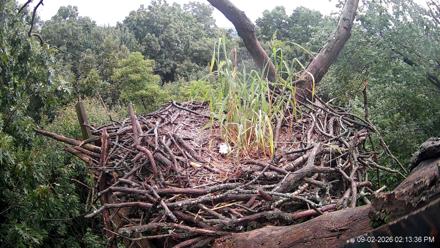 Bald eagle perched in its nest atop a suburb forest backdrop under soft daylight