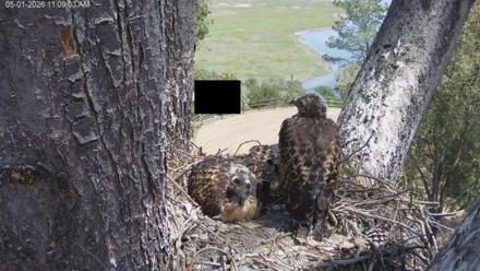 Fixed HD camera view of a Red Tailed Hawk nest surrounded by trees in North County Coastal San Diego California.