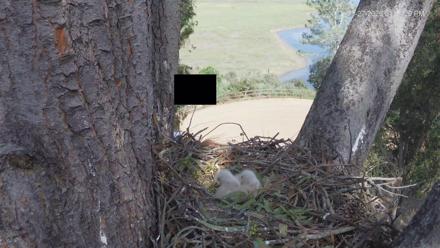 Fixed HD camera view of a Red Tailed Hawk nest surrounded by trees in North County Coastal San Diego California.