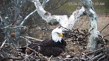 PA Farm Country Eagles Live Cams - HDOnTap  