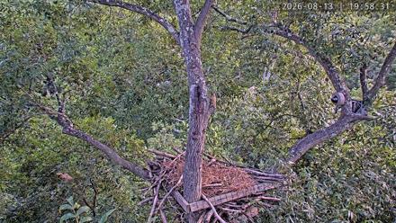 Live Bald Eagle nest in Leesburg, Virginia, with a wide fixed view and PTZ closeups that reveal the creek and forest surrounding the nest tree.