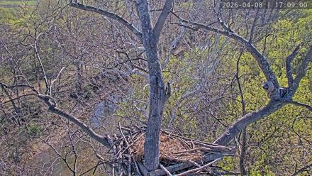 Live Bald Eagle nest in Leesburg, Virginia, with a wide fixed view and PTZ closeups that reveal the creek and forest surrounding the nest tree.