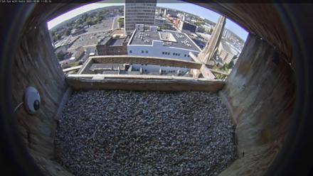 Utica Falcons Nest Box