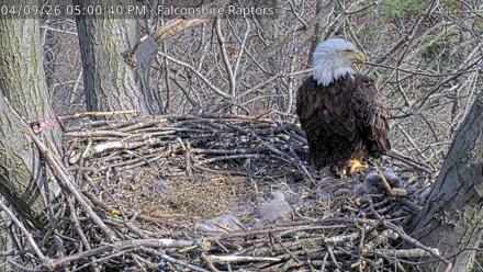 Bald eagle nest perched atop branches in West Michigan, framed by trees and sky