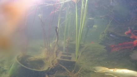 Koi fish gliding beneath the surface in a Japanese style pond set in Solana Beach California!
