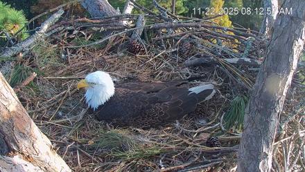 See Adult and juvenile eagles perched near a large treetop nest, surrounded by pine branches and coastal sky.
