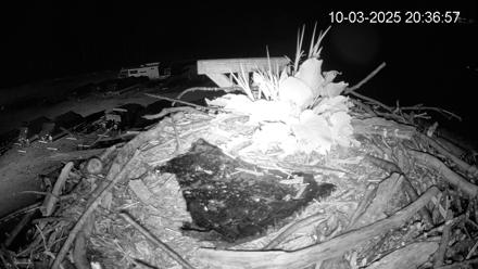 Pleasant Hill Lake Ospreys