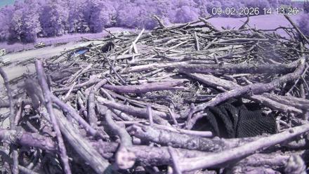 Empty osprey nest with green plants growing inside overlooking Pleasant Hill Lake marina and wooded shoreline