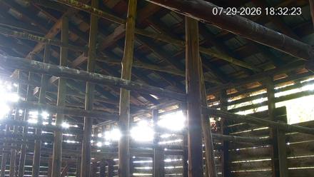 Barn owl nest box live cam in Marshall, North Carolina, showing interior shavings and an exterior PTZ view.