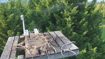 Medina Washington Ospreys