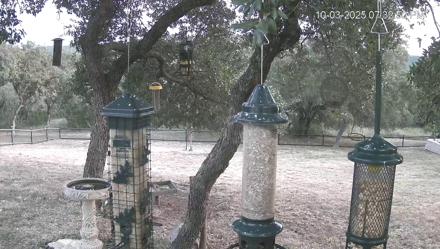 Texas Bird Activity