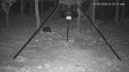 Texas Deer Feeder