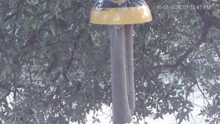 Texas Finch Bird Feeder