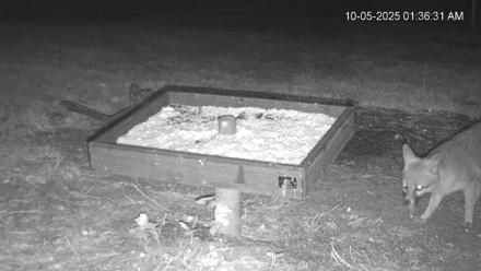 Texas Game & Ground Feeder