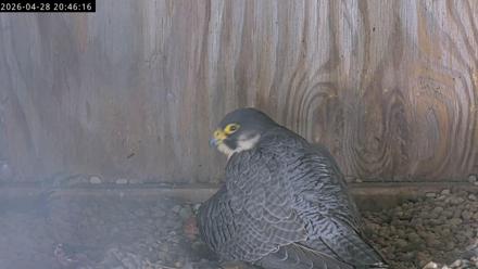 A 4K view of Richmond falcons on a downtown ledge and nest box, with the female on eggs and the male nearby.