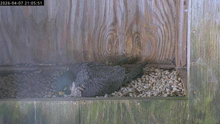 A 4K view of Richmond falcons on a downtown ledge and nest box, with the female on eggs and the male nearby.