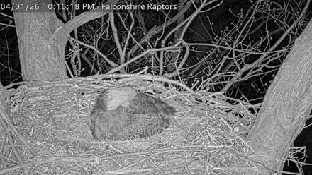 Bald eagle nest perched atop branches in West Michigan, framed by trees and sky