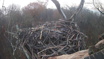 Bald eagle perched in its nest atop a suburb forest backdrop under soft daylight