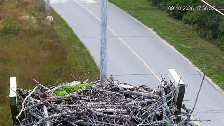 Fishers Island Middle Farms Ospreys