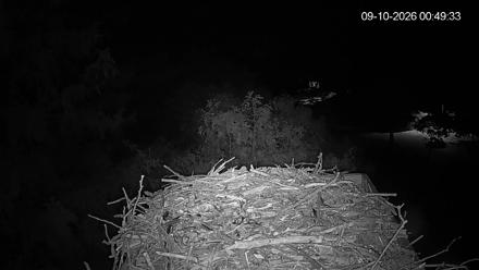 Osprey perched on a large nest in a wooded estuary area, with surrounding trees and sky visible