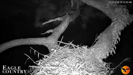Live view of Skye and Blaze at their bald eagle nest in Southwest Florida with close up and wide angle PTZ camera views.