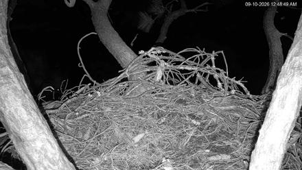 See Adult and juvenile eagles perched near a large treetop nest, surrounded by pine branches and coastal sky.
