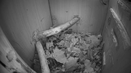Interior view of a nest box with Eastern Screech Owls perched on wood beams and nesting materials visible.