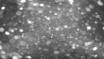 Koi fish gliding beneath the surface in a Japanese style pond set in Solana Beach California!