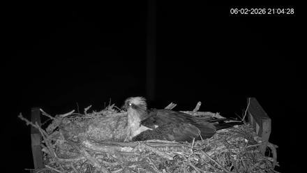 Fishers Island Middle Farms Ospreys