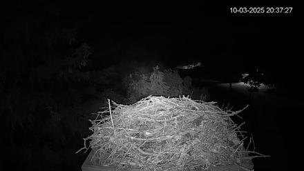 Mashpee Natl. Wildlife Refuge Ospreys