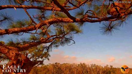 Live view of Skye and Blaze at their bald eagle nest in Southwest Florida with close up and wide angle PTZ camera views.