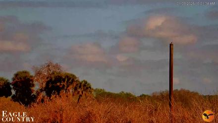 Live PTZ view of Southwest Florida river and pastures with eagles, alligators, turtles and Sandhill Cranes seen in natural surroundings.
