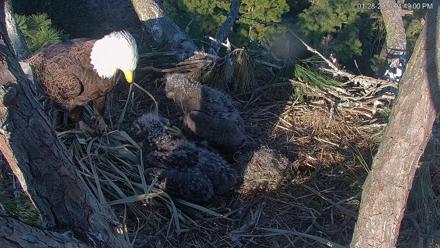 See Adult and juvenile eagles perched near a large treetop nest, surrounded by pine branches and coastal sky.