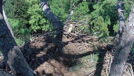 See Adult and juvenile eagles perched near a large treetop nest, surrounded by pine branches and coastal sky.