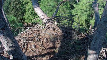 See Adult and juvenile eagles perched near a large treetop nest, surrounded by pine branches and coastal sky.