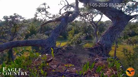 Live view of Skye and Blaze at their bald eagle nest in Southwest Florida with close up and wide angle PTZ camera views.