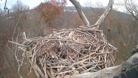 Bald eagle perched in its nest atop a suburb forest backdrop under soft daylight