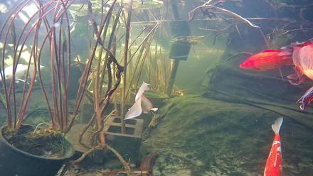 Koi fish gliding beneath the surface in a Japanese style pond set in Solana Beach California!