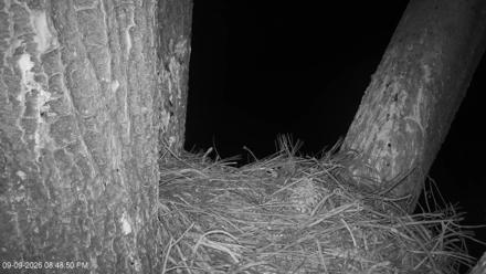 Fixed HD camera view of a Red Tailed Hawk nest surrounded by trees in North County Coastal San Diego California.